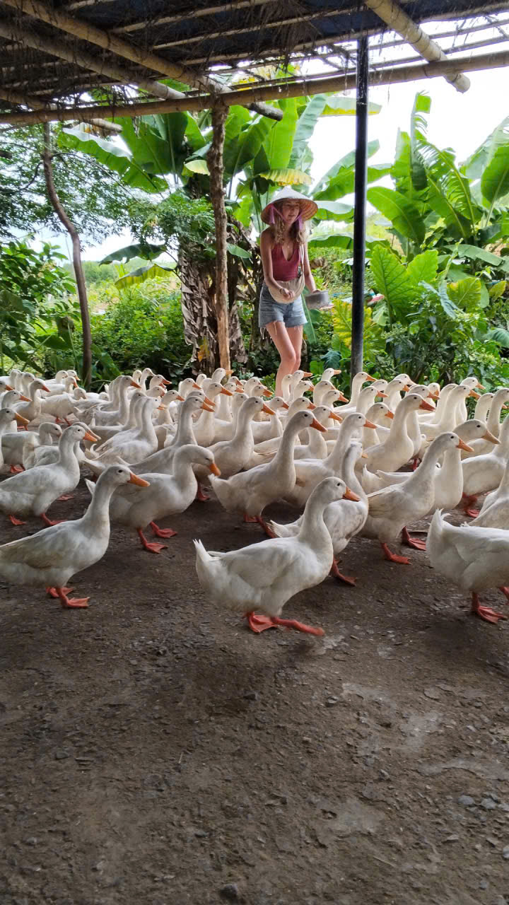 Visitor in a straw hat surrounded by ducks